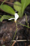 Florida hoarypea